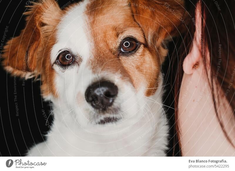 young woman and her cute dog. black background. studio shot. love for animals concept alert eye close mammal adorable terrier pedigreed happy attentive indoors