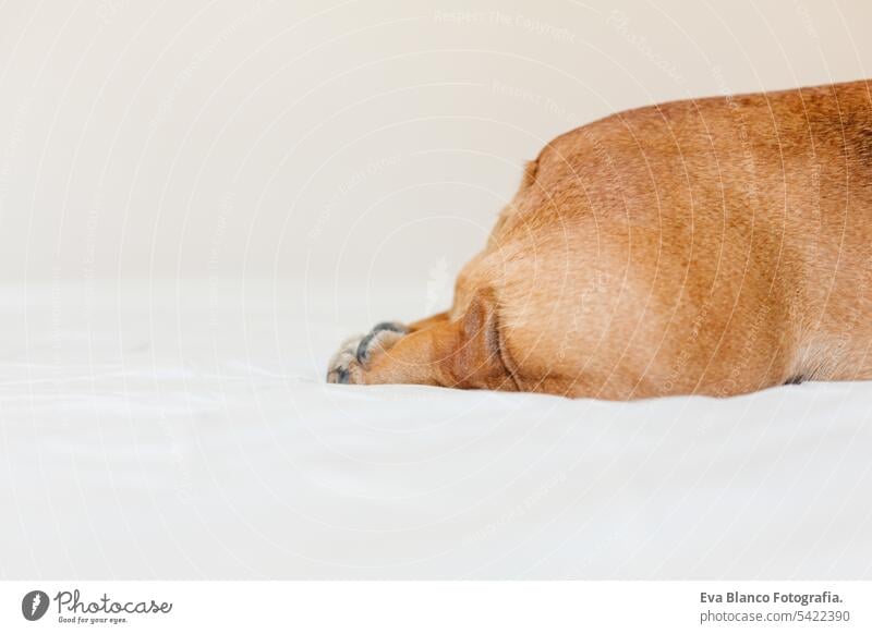 top view of funny french bulldog bum. Dog lying on bed an relaxing. Daytime and lifestyle indoors adorable backside beautiful body bottom breed brown butt