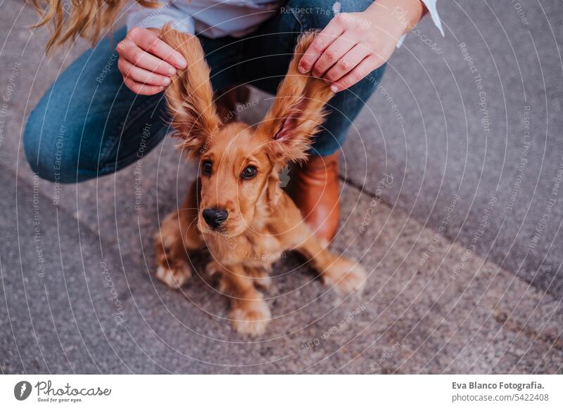 young woman at the street holding the funny big ears of her cute cocker dog. Lifestyle outdoors with pets walking city urban purebred caucasian coker lifestyle