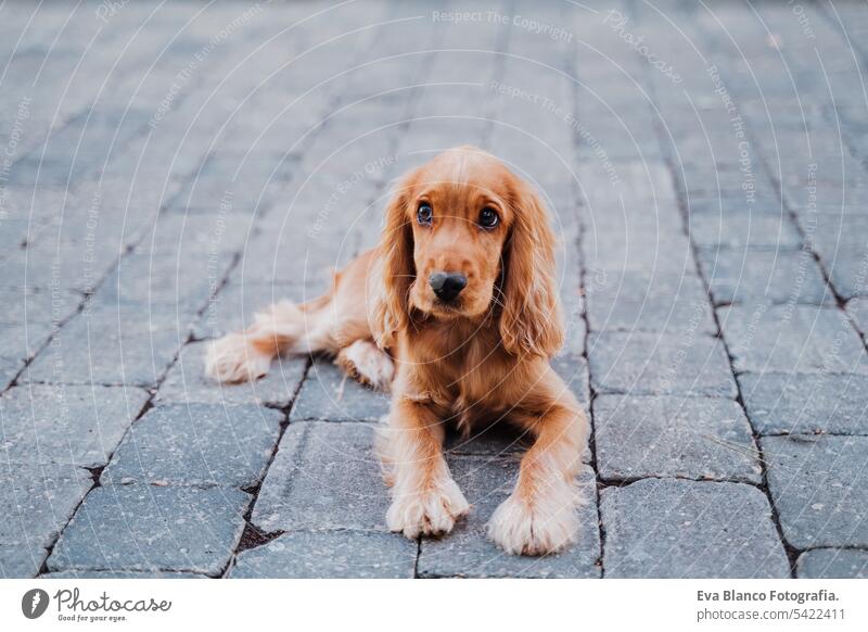 beautiful puppy of cocker dog lying outdoors in the street city urban portrait adorable cute small brown purebred nobody asphalt nature attractive