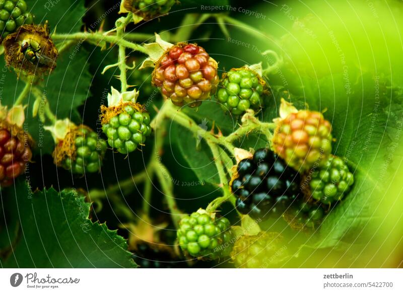 Blackberries again mandrels Thorn prickles Immature Mature Depth of field Twig blackberry Copy Space shrub Summer self-catering Garden plot Holiday season Plant