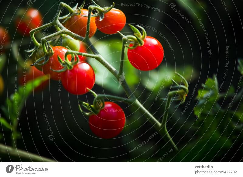 tomatoes Evening Dark Twilight Harvest holidays Fruit Garden Vegetable Hedge allotment Garden allotments Deserted neighbourhood Nature fruit Plant tranquillity