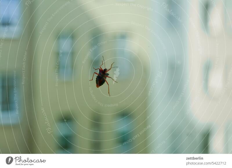 Insect on the window (fortunately outside!) Old building on the outside visit Fire wall Facade Window House (Residential Structure) rear building Backyard