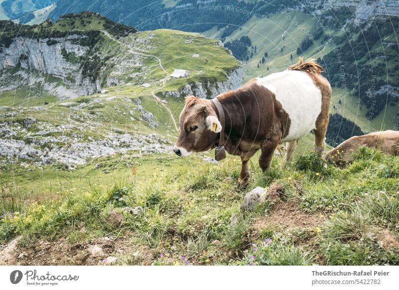 Cow on pasture Farm animal reclining Stand pose Brown White horns Alps Willow tree stones Stony Meadow Animal Green Nature Exterior shot Grass Agriculture Herd