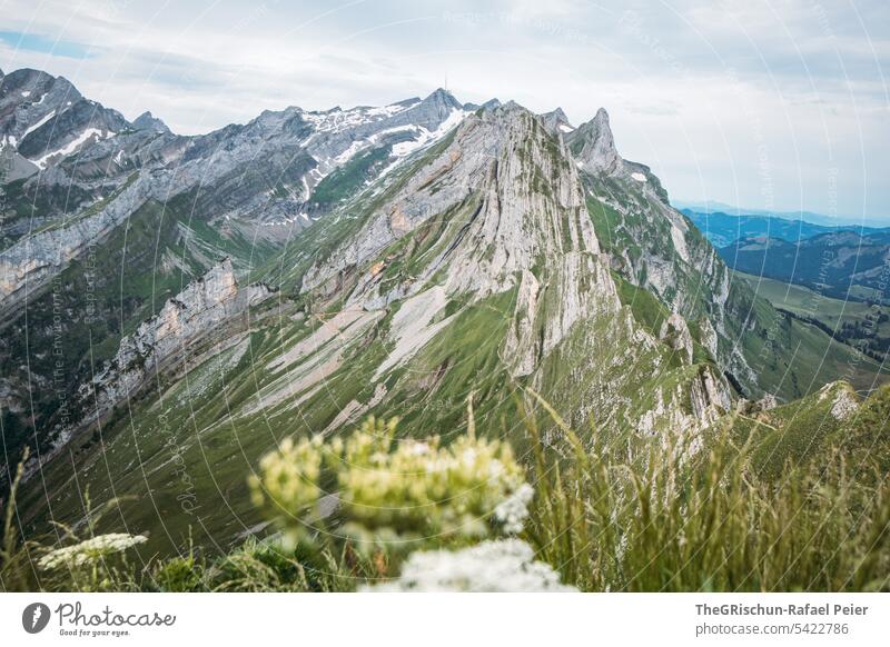 Flower in front of mountains in the Alpstein with Säntis in the background Vantage point Panorama (View) Mountain Sky Clouds hiking country appenzellerland