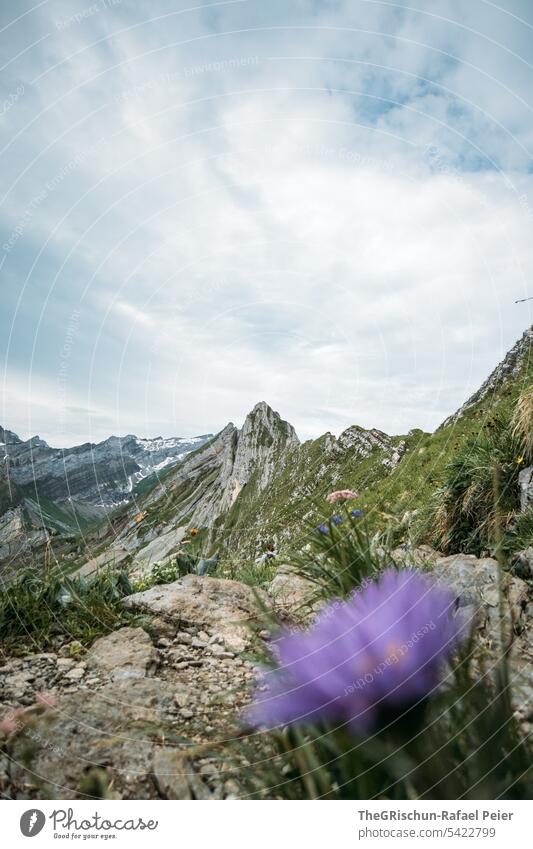 Flower in front of mountains in the Alpstein Vantage point Panorama (View) Mountain Sky Clouds hiking country appenzellerland Appenzell Grass stones Rock