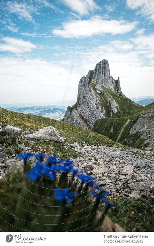 Mountain with blue gentian in foreground Vantage point Panorama (View) Sky Clouds Alpstein hiking country appenzellerland Appenzell mountain Grass stones Rock