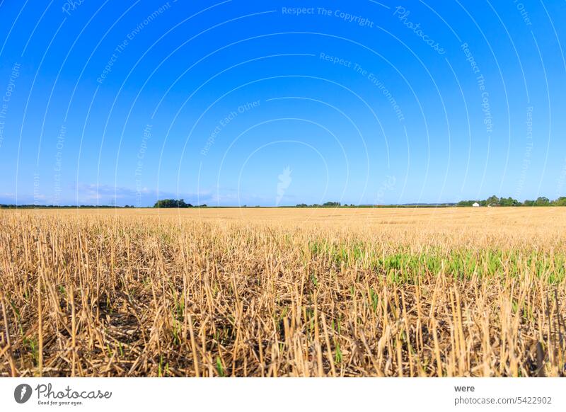 View over harvested wheat field near Inningen in Bavaria with bright blue sky Bright Cereal Oats Rye Stubble field agricultural barley bavaria copy space farmer