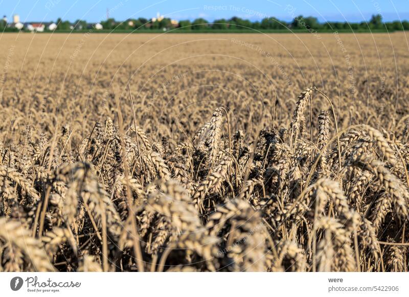 View over wheat field near Inningen in Bavaria with bright blue sky Bright Cereal Oats Rye Stubble field agricultural barley bavaria copy space farmer