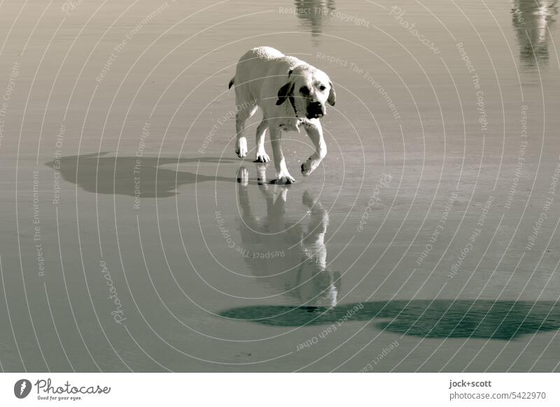 with dog on the beach Dog Beach Animal Reflection Shadow Silhouette Contrast Monochrome Black & white photo Animal portrait Walk the dog Vacation & Travel