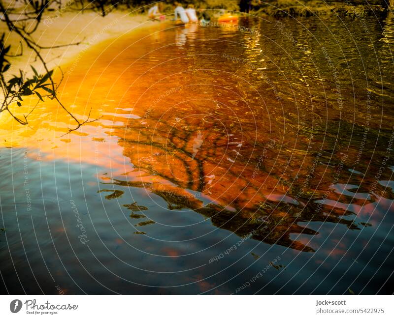 unusual brown lake tea tree Water reflection Reflection Nature Surface of water Lakeside Idyll Environment Australia Background picture blurriness children