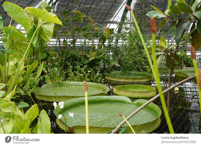 Santa Cruz water lily in Latin called Victoria cruziana arranged in a row on a pond in botanical garden. They are surrounded by various tropical plants. They are cultivated in a greenhouse.