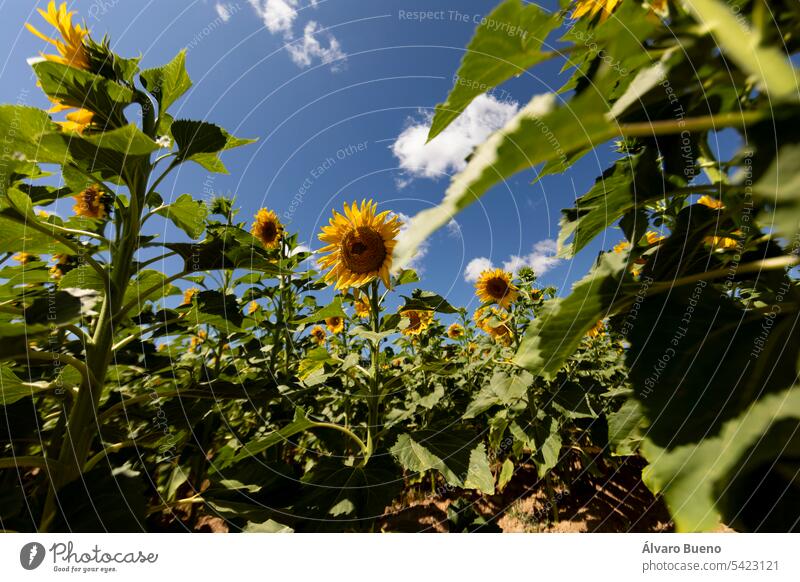 Sunflowers in a crop field, growing in the sun, in summer, with their green stems and leaves, and with their huge yellow petals. Agricultural and agri-food industry near San Esteban de Gormaz, Soria, Spain.