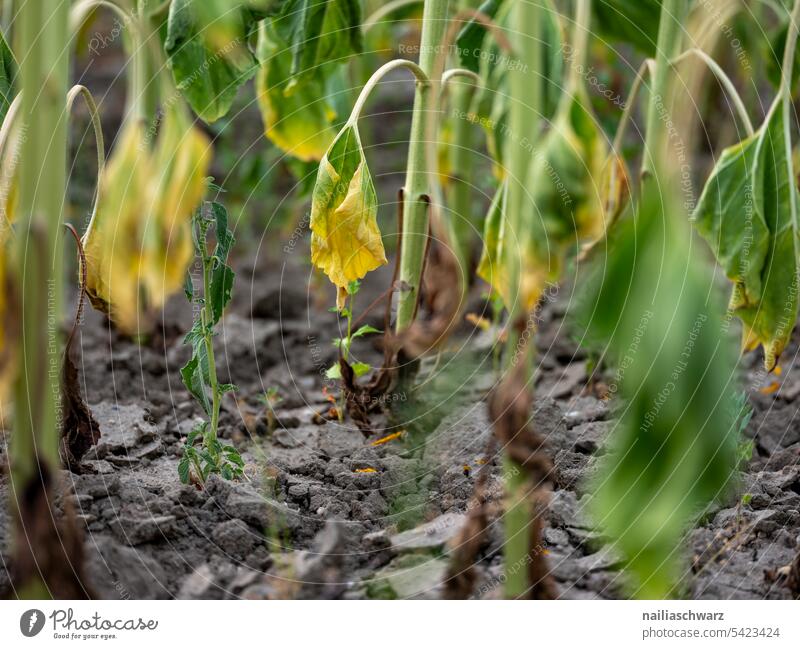 sunflower field Environment Landscape Plant Blue Back-light Sky Agricultural crop pretty Hill Infinity Romance Peace Purity Warm-heartedness Summer Field Flower