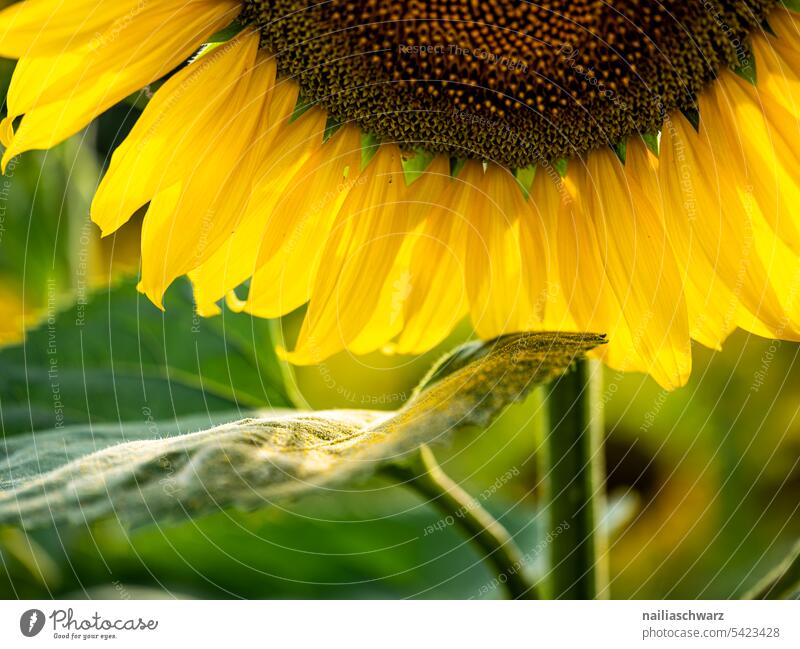 sunflower field Detail Close-up Exterior shot Colour photo bright blossom Romance Peaceful Spring fever naturally Growth pretty Fragrance Blossoming Garden