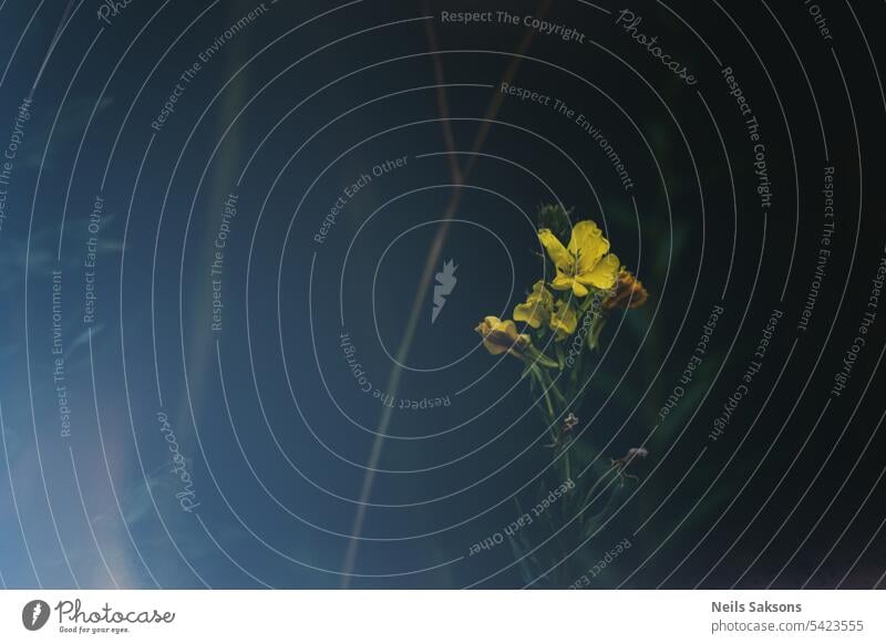 yellow evening primrose flower meadow dark bloom blossom primula flora green plant floral fresh beauty