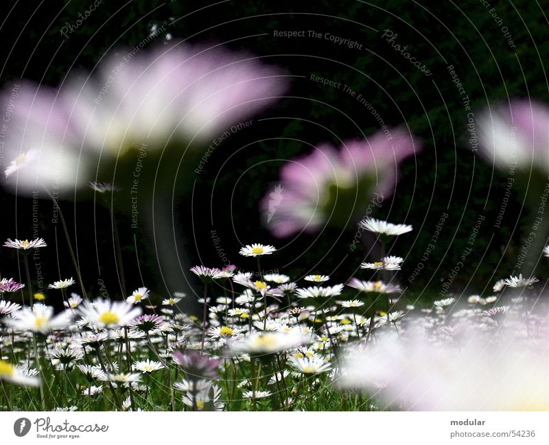 daisies Southern France Flower meadow Daisy Summer