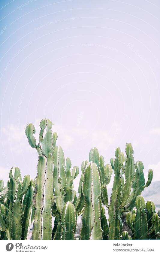 #A0# Cactus Sky cacti Cactus field cactus cactus plant Cactusprickle cactuses family Green Mediterranean Plant Desert Thorn Thorny thorny Sparse