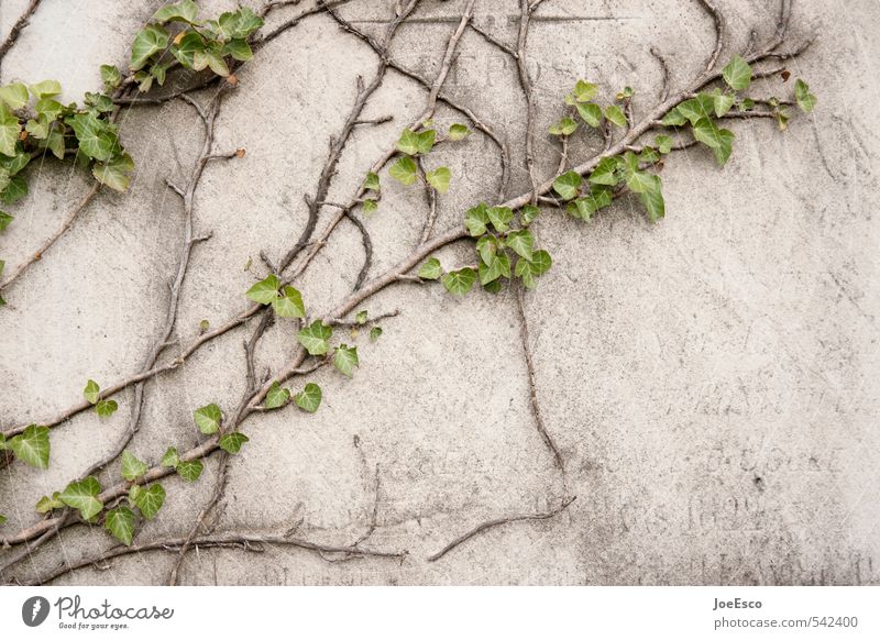 #542400 Plant Wall (barrier) Wall (building) Old Dark Fresh Emotions Sadness Grief Stone wall Stone slab Tombstone Ivy Overgrown Decompose Sympathy Goodbye