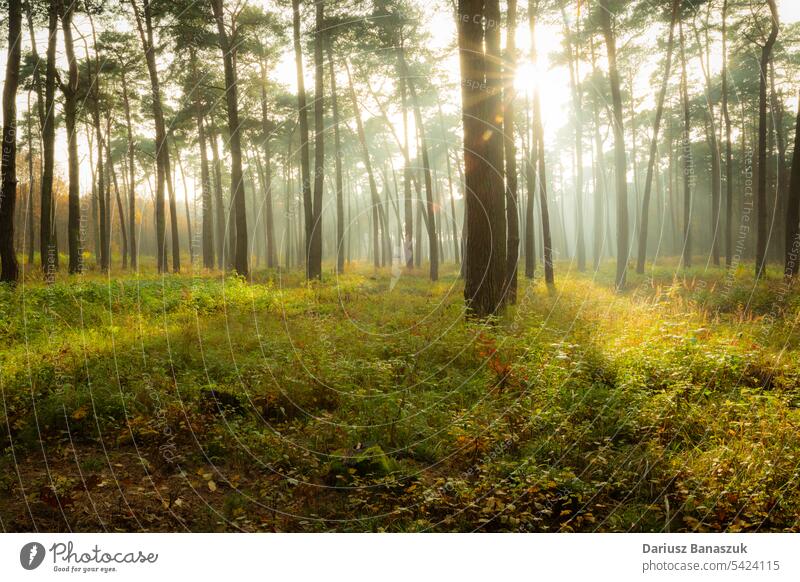 Glow of the sun in a foggy autumn forest tree wood nature light mist landscape misty sunlight beam ray leaf fall season sunbeam morning foliage scenic glow