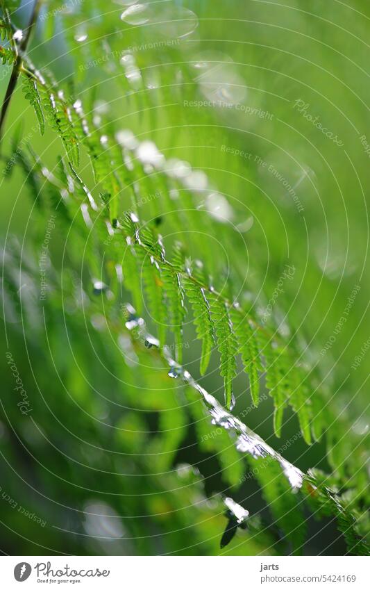 Green leaves of the fern Fern Forest Depth of field Nature Plant Exterior shot Shallow depth of field Close-up naturally Detail Macro (Extreme close-up)