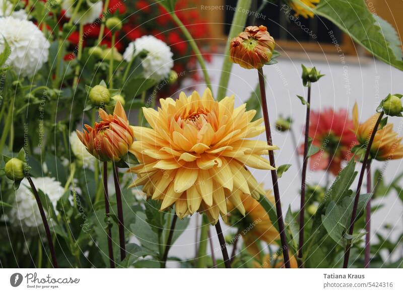 dahlia Dahlia Georgians composite Yellow Orange Red Green White Summer Sun Nature garden flowers blossom