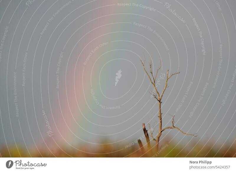 Rainbow with bare tree variegated Bleak Nature Minimalistic Grass Treetop grey background Gray Twigs and branches twigs unadulterated Branches and twigs Sky