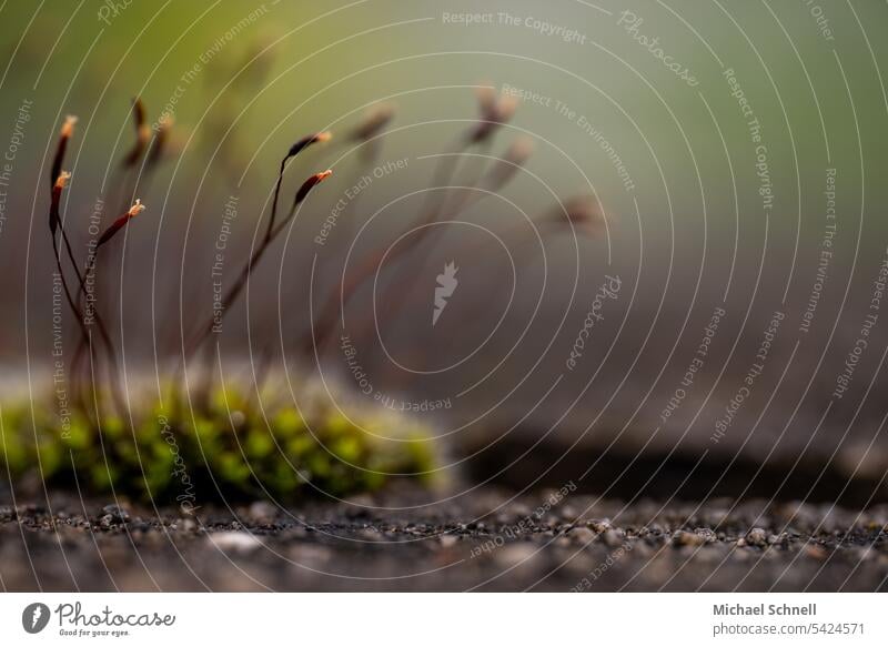 Moss and spore capsules on a wall Wall (barrier) Exterior shot Fine Delicate Thin Macro (Extreme close-up) Plant Nature Close-up Copy Space top Small Fragile