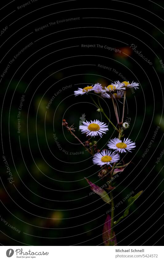 Annual professional weed (also called fine ray) Professional Herbs fine-jetted ragwort Fine beam Close-up Macro (Extreme close-up) Blossom Flower Plant