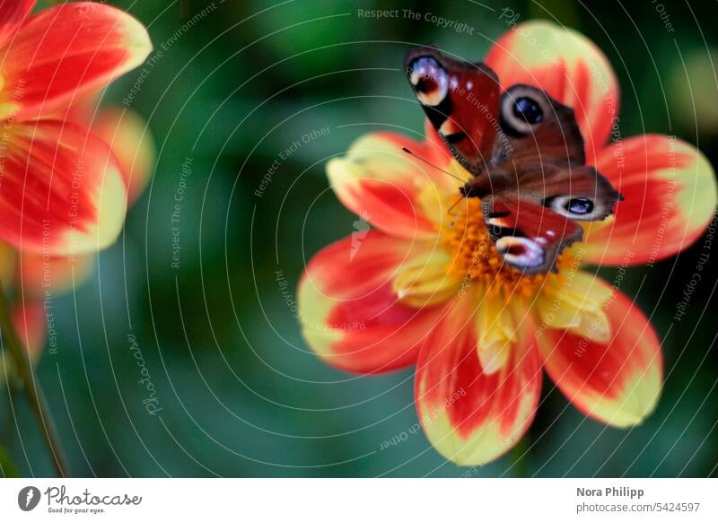 Butterfly on blossom peacock butterfly Nature Insect Macro (Extreme close-up) Animal portrait Plant Close-up Grand piano Small Deserted Delicate Detail Feeler