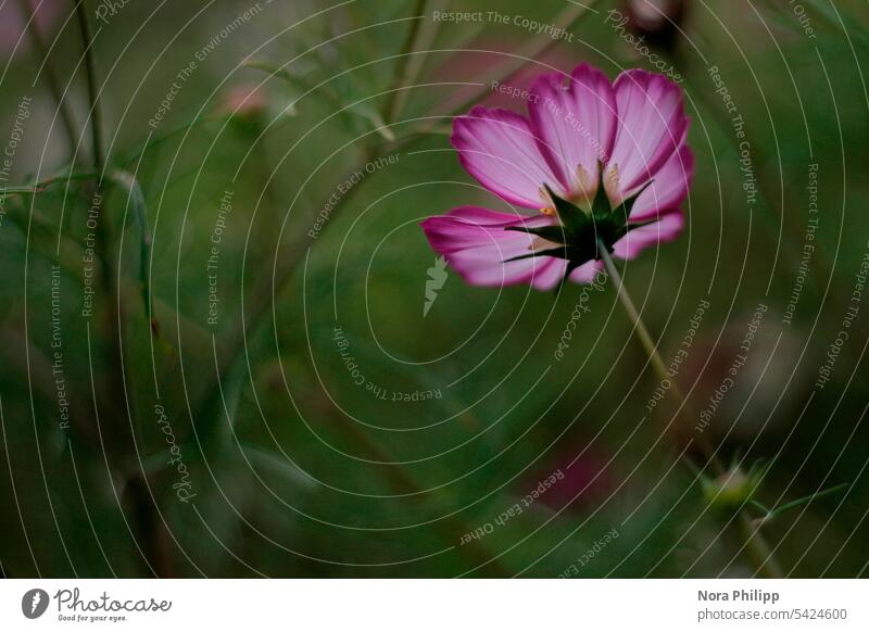 Cosmea purple Backlight shot Back-light Nature Plant Flower Blossom Blossoming Summer Garden Colour photo Violet Exterior shot Green naturally