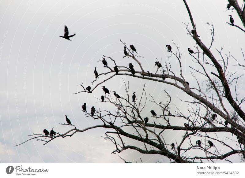 cormorants Cormorant Cormorants Cormorant family Colony Flying Sit sedentary Animal Bird Exterior shot Nature Deserted Environment bare trees Bleak Death dead