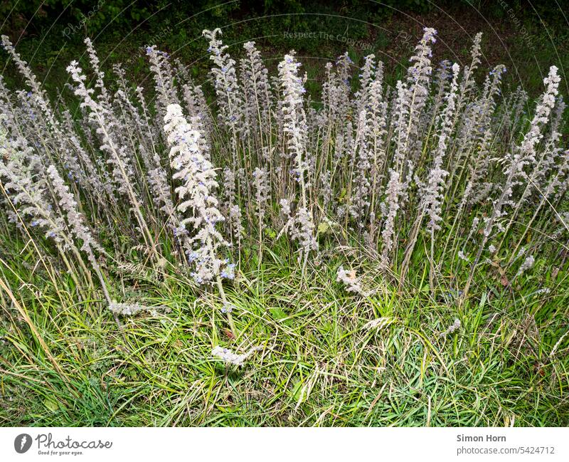 Skyline of plants along the way wayside Lanes & trails Nature Contrast Environment at night Flash photo thickets undergrowth Landscape upstairs Growth Hiking