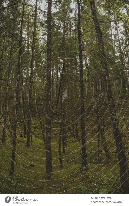 trees in a forest, moss Forest Forestry pines green Moss mossy moss-covered mossy green Environment Nature Colour photo Vertical