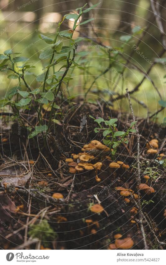 mushrooms on a stump Hypholoma Mushroom Mushroom cap Nature Forest branches Blueberry leaves Close-up Plant Moss Tree stump