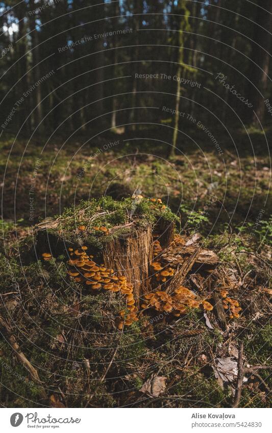 tree stump and mushrooms in a forest Hypholoma Mushrooms tree stumps Forest Nature Autumn Colour photo Close-up Green Moss mossy moss-covered