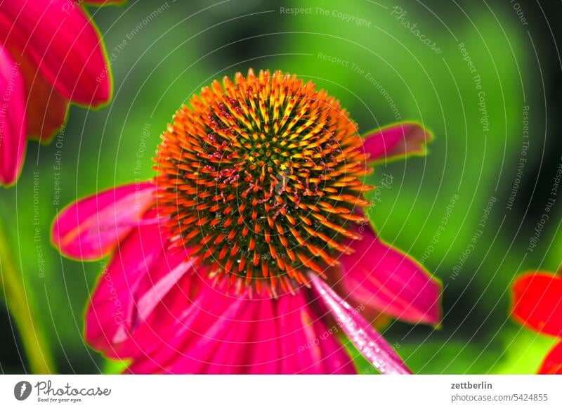 Purple coneflower Evening blossom Blossom Dark Twilight Relaxation Harvest Fruit Garden allotment Garden allotments bud composite Deserted Nature Plant