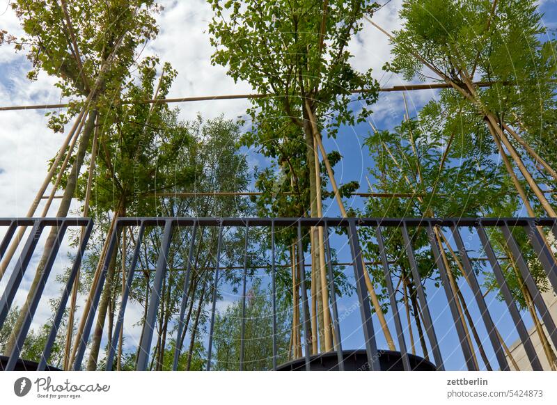 Potted plants at the cultural forum Architecture Berlin Office city Germany Worm's-eye view Building Capital city House (Residential Structure) Sky downtown