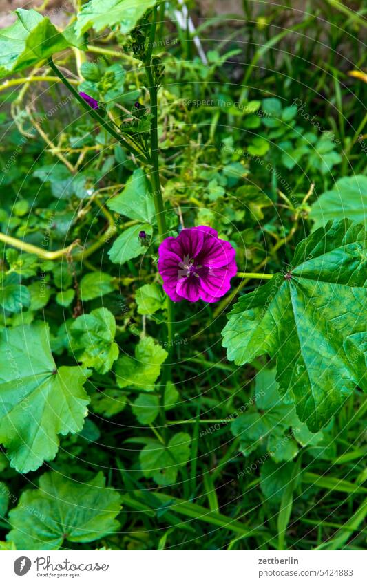 mallow blossom Blossom Relaxation holidays Garden allotment Garden allotments bud composite Deserted neighbourhood Nature Plant tranquillity Holiday season