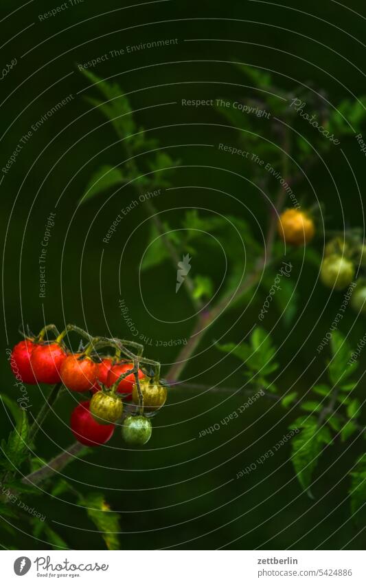 More tomatoes risp organic Ecological degree of maturity Red Mature harvest season Autumn solanum Twig Tomato Depth of field Copy Space shrub Summer