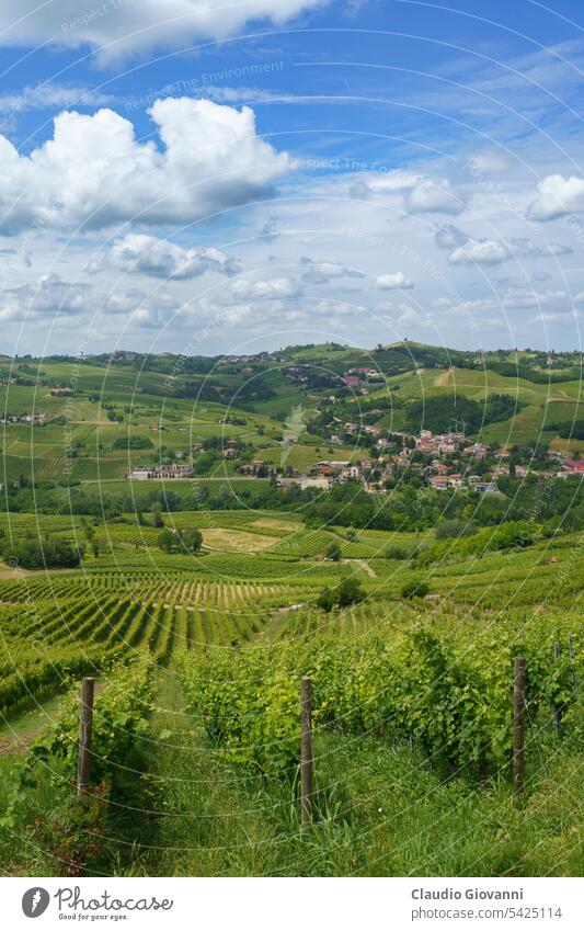 Hills of Oltrepo Pavese at June. Vineyards Borsoni Europe Italy Lombardy Montu Beccaria Pavia Stradella agriculture color country day farm field green hill