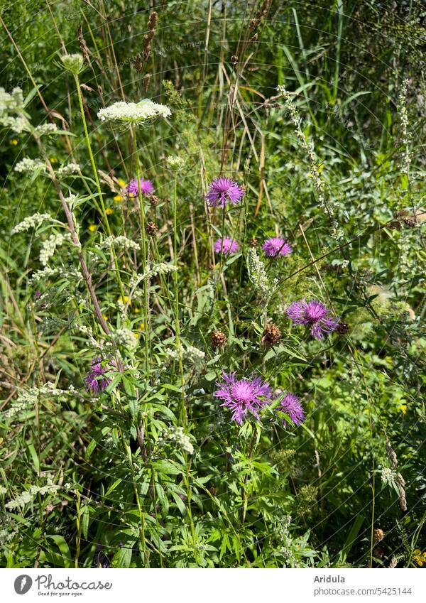 Marigold and yarrow bloom in a wild meadow Meadow Nature Summer wild flowers Knapweed Yarrow Plant Flower Blossom Wild plant Flower meadow purple Violet