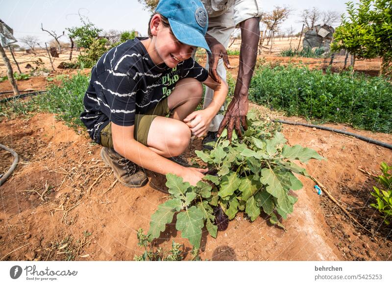 little botany Authentic simple life Poverty Far-off places Life Damara land Africa Namibia Garden Plant food Boy (child) Child Son Study Explain Know Curiosity