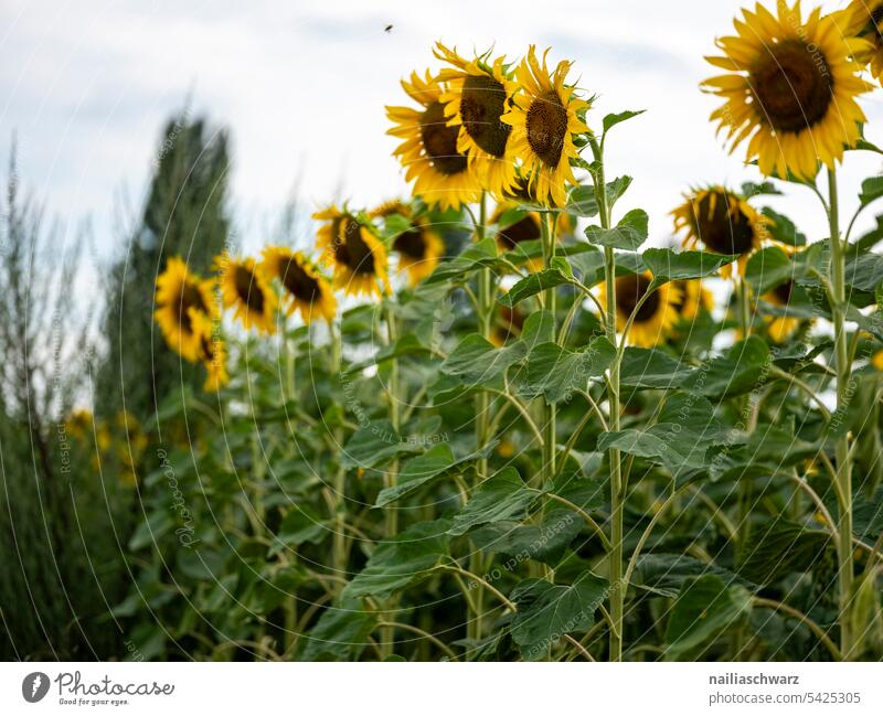 sunflower field Mature Sunflower oil Cooking oil Energy Blue Environment Landscape Plant pretty Agricultural crop Sky Back-light Hill Infinity Romance