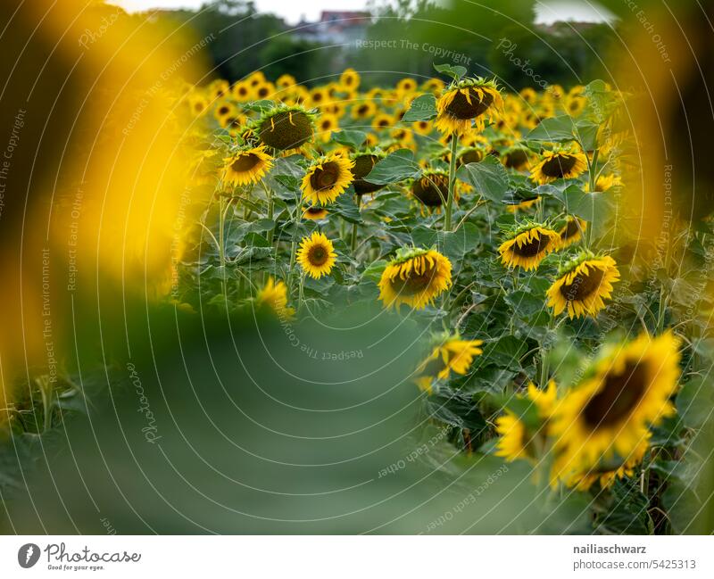 sunflower field Colour Margin of a field drought aridity series Colour photo Exterior shot Drought Sunset Rhineland-Palatinate Idyll Sunflower Sunflower field