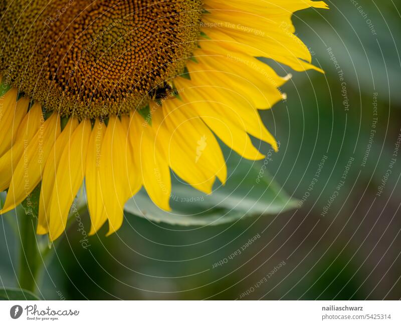 sunflower field Detail Close-up Exterior shot Colour photo bright blossom Romance Peaceful Spring fever naturally Growth pretty Fragrance Blossoming Garden