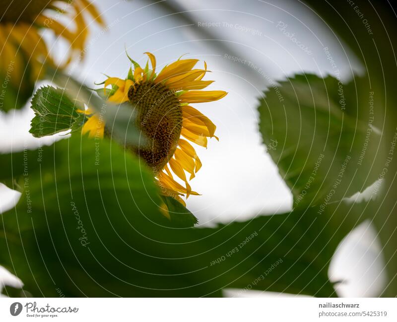 sunflower field Colour Margin of a field drought aridity series Colour photo Exterior shot Drought Sunset Rhineland-Palatinate Idyll Sunflower Sunflower field