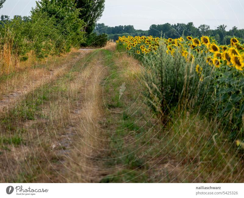 sunflower field Colour Margin of a field drought aridity series Colour photo Exterior shot Drought Sunset Rhineland-Palatinate Idyll Sunflower Sunflower field