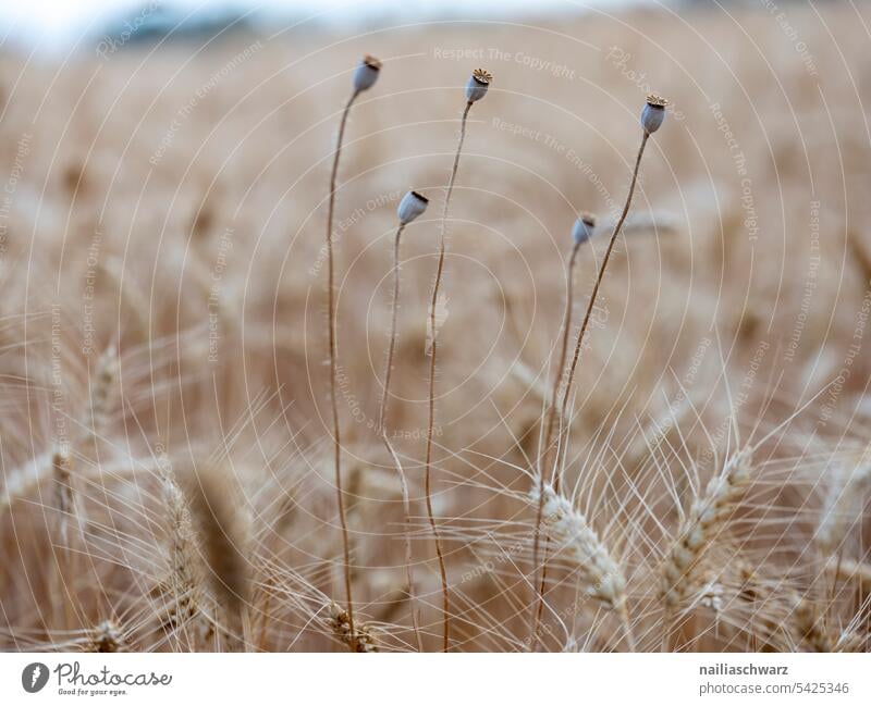 cornfield regionally our daily bread Summer sky food products Organic produce Harvest Grain Agriculture Cornfield cereal cultivation regional products