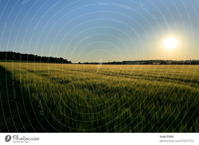 Low sun over a field in the Heckengäu region Sun Fruit Field acre Evening Sunset downfall Landscape Agriculture Summer peasant Farmer Horizon Sky clear